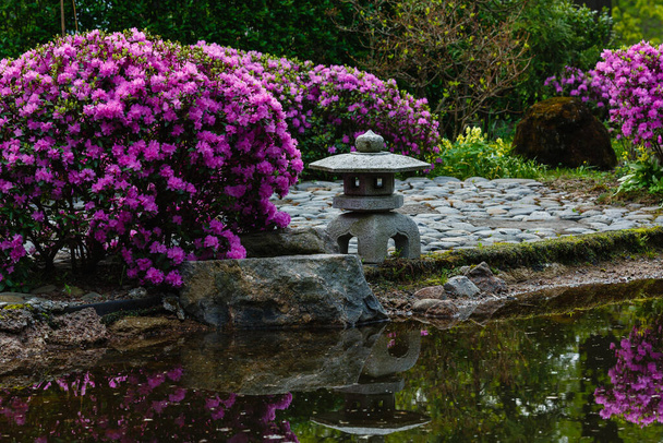 Bloeiende rododendron in Japanse tuin. Knopen en bloemen van rododendrons op een natuurlijke achtergrond. - Foto, afbeelding