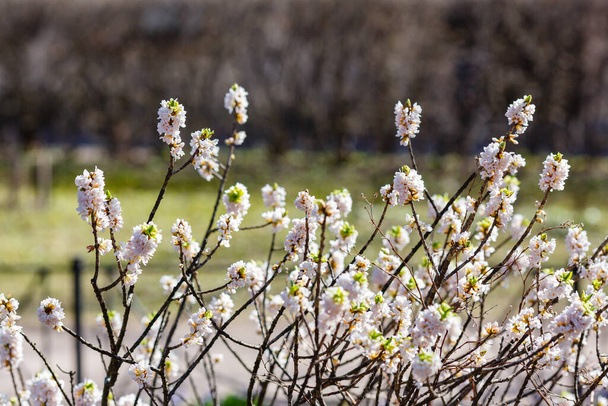 Fehér Daphne mezereum virágok ágai - Fotó, kép