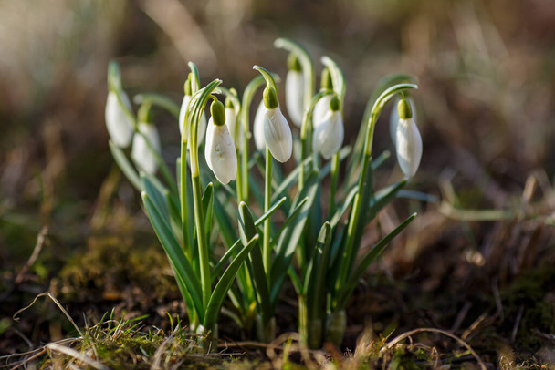 Flowers of snowdrop spring garden. ommon snowdrop (Galanthus nivalis) flowers in natural green background. - Photo, Image