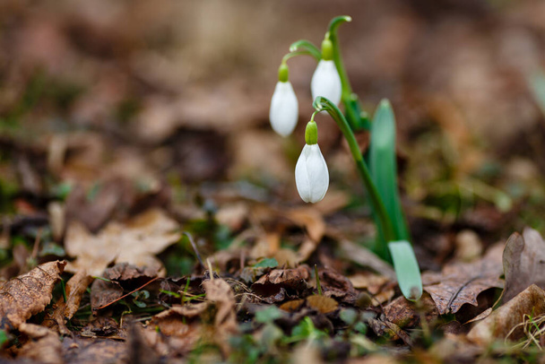 Flowers of snowdrop spring garden. ommon snowdrop (Galanthus nivalis) flowers in natural green background. - Photo, Image