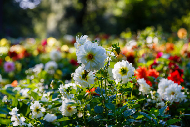 Flowers of annuals dahlias in garden - Foto, Imagen