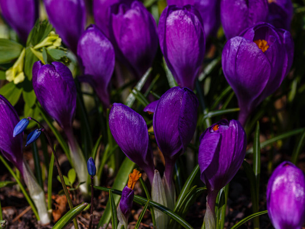 Lila Krokusse in einem Frühlingsgarten.  - Foto, Bild