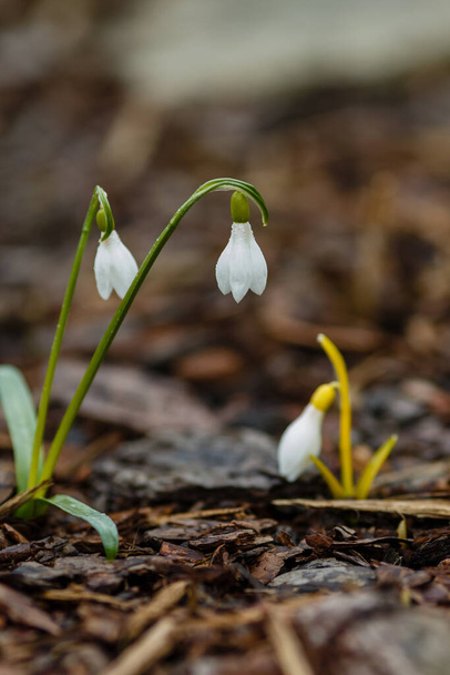 Piękne opady śniegu w wiosennym ogrodzie. Śliczne białe kwiaty krople śniegu (Galanthus) w naturalnym tle. - Zdjęcie, obraz