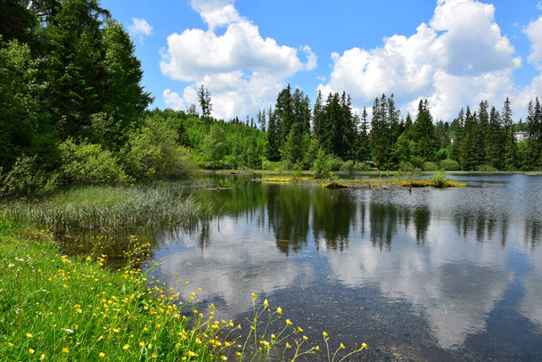 Tájkép a Magas-Tátra tó Nove Strbske közel Strbske pleso, körülvéve fák és erdők. Sárga boglárkák elöl. Szlovákia. - Fotó, kép