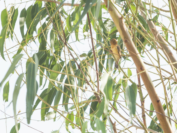 Azjatycki złoty tkacz siedzi na drzewie eukaliptusowym. - Zdjęcie, obraz