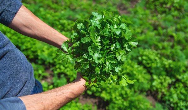 Cilantro in the hands of a man in the garden. Selective focus. Food. - Foto, immagini
