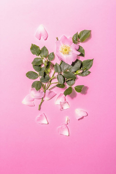 Rosa quadris flores isoladas no fundo rosa. Ingrediente para a bebida da vitamina do verão, luz dura, sombra escura, vista superior - Foto, Imagem