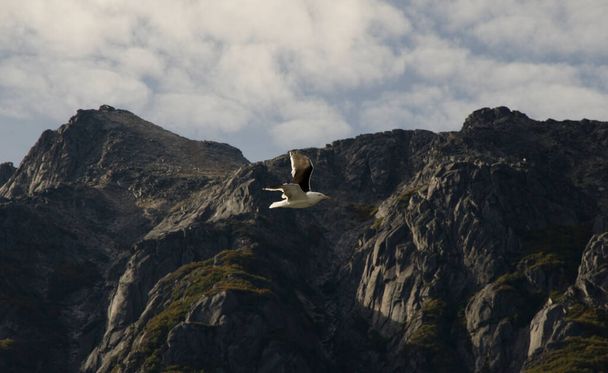 自由と平和という山の背景概念を持って空を高く飛ぶカモメ - 写真・画像