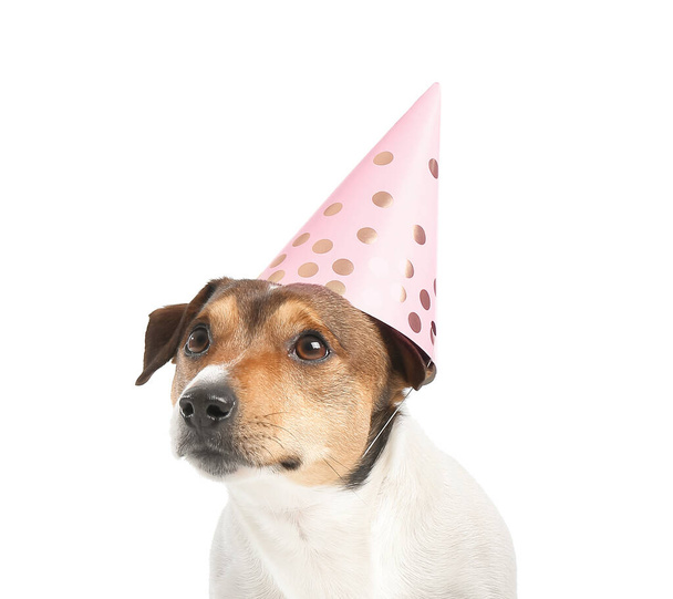 Cute funny dog in party hat on white background - Valokuva, kuva