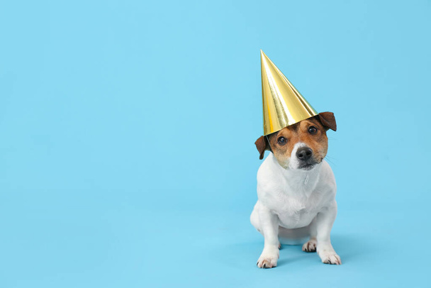 Cute funny dog in party cone on color background - Photo, Image