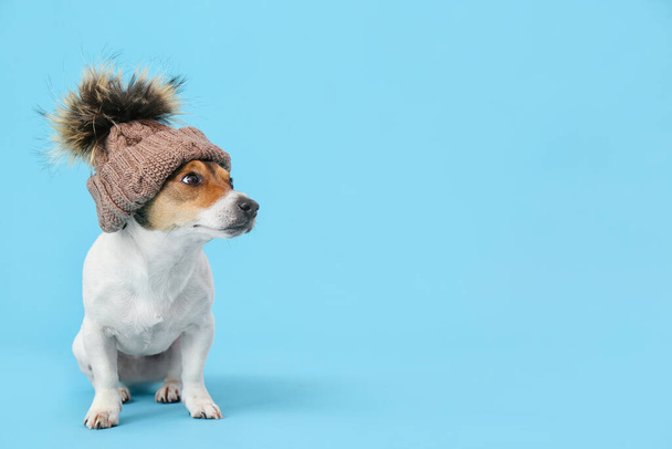 Cute funny dog in hat on color background - Photo, Image