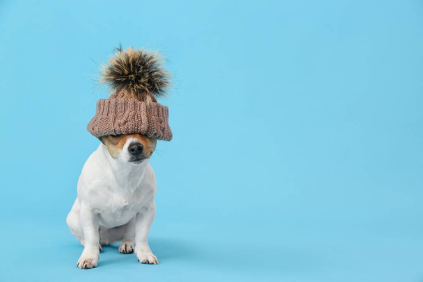 Cute funny dog in hat on color background - Φωτογραφία, εικόνα