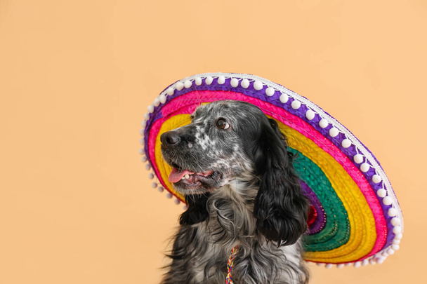 Симпатичная собака в сомбреро шляпе на цветном фоне - Фото, изображение