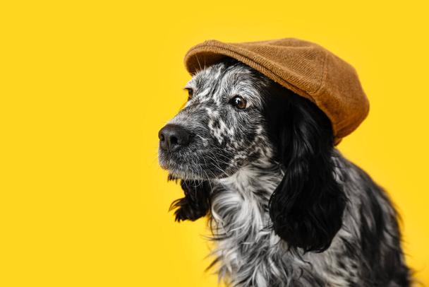 Cane carino in berretto su sfondo di colore - Foto, immagini