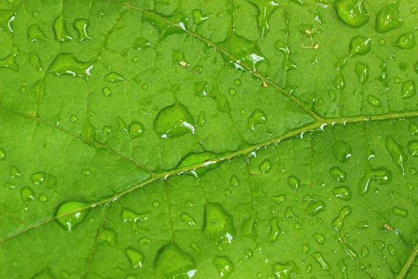 Green leaf with water drops close-up. - Fotó, kép