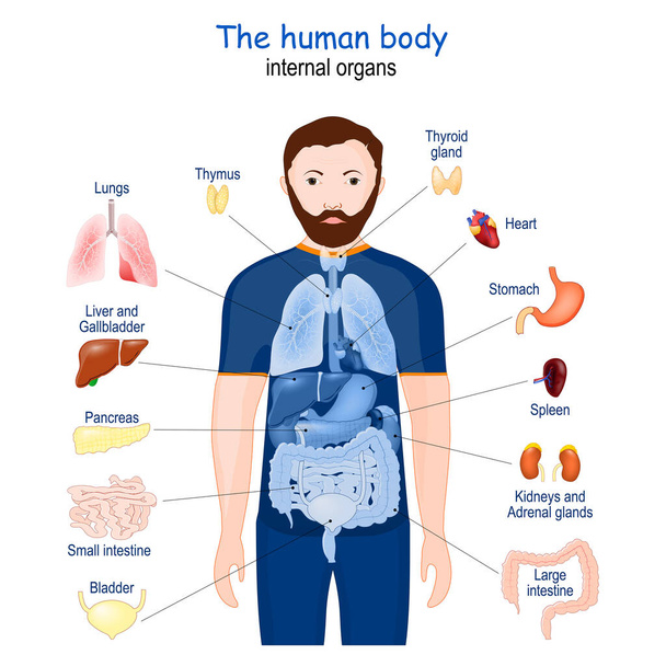 cuerpo humano. órganos internos. diagrama. Póster con infografía sobre la anatomía humana. iconos y definiciones vector ilustración - Vector, Imagen