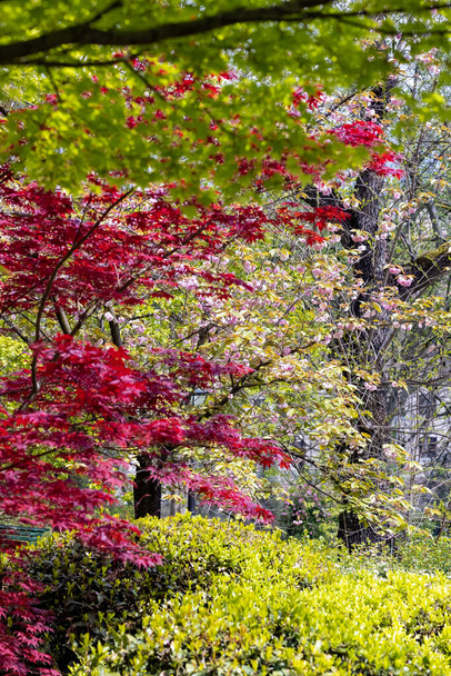 Red and green Maple with some Cherry trees in the Japanese garden inside the Botanical Garden of Rome, Italy - Photo, Image