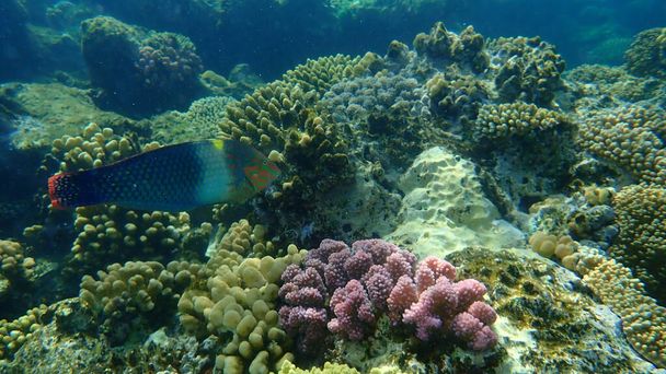 Schachbrettlippfisch (Halichoeres hortulanus) unter Wasser, Rotes Meer, Ägypten, Sharm El Sheikh, Nabq Bay - Foto, Bild