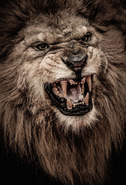 Zár-megjelöl szemcsésedik üvöltő oroszlán - Fotó, kép
