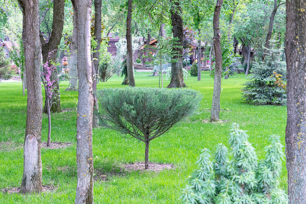 fűnyírás és fák a kertben - Fotó, kép