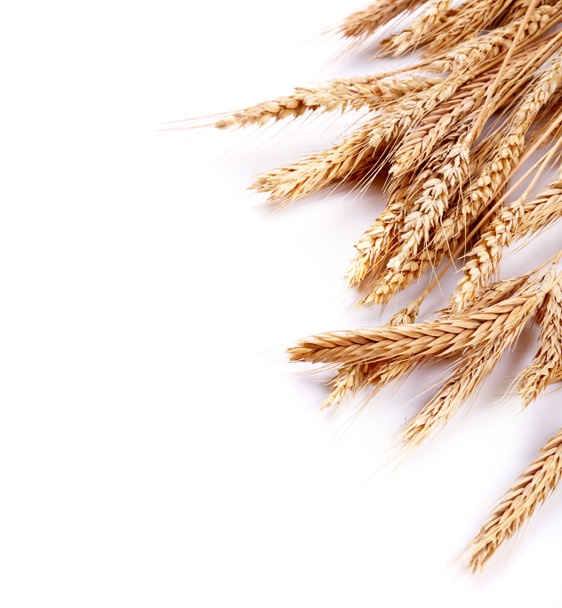 Пшеница
 - Фото, изображение