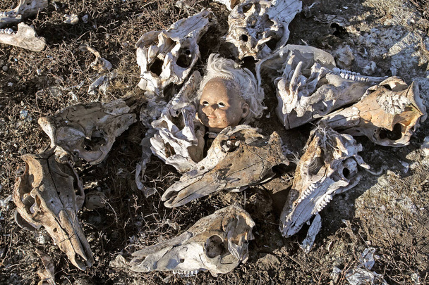 The doll's head is surrounded by pig skulls  - Photo, Image