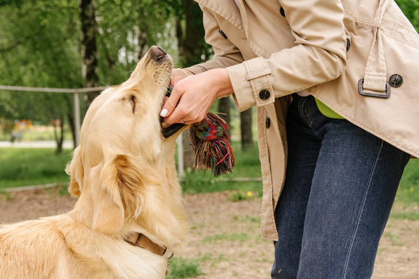 Purebred beautiful dog golden retriever plays, holding a toy in his teeth and pulls it from the female hands of the mistress - Photo, Image