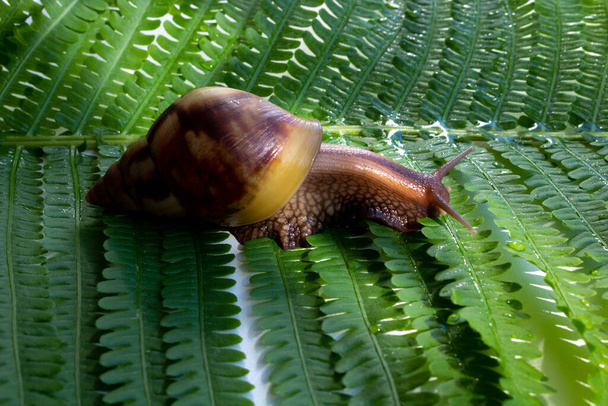 Achatina fulica, a giant snail crawling on a green fern leaf. - Photo, Image