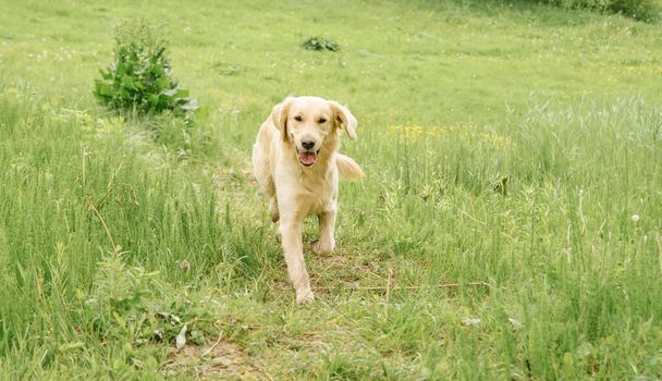 dog of breed golden retriever happily runs in green grass for a walk - Photo, Image