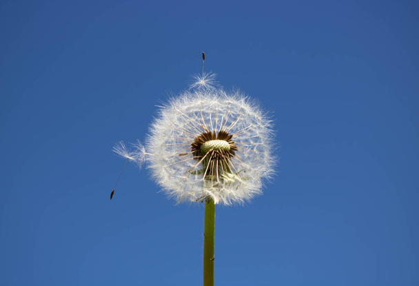 Белый пушистый одуванчик с семенами, против ясного голубого неба. - Фото, изображение
