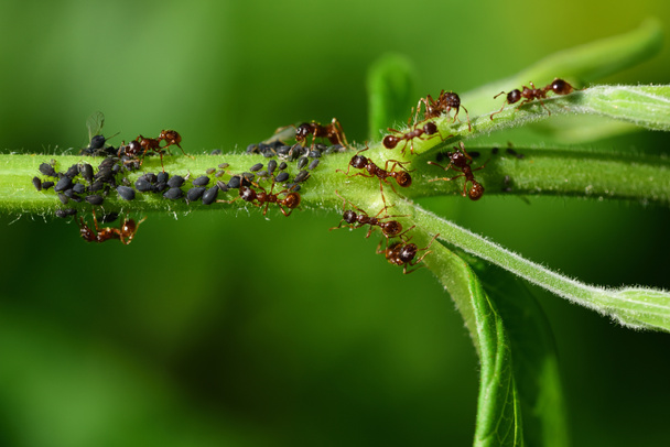 Acercamiento de muchos pulgones negros colgando de un tallo verde, cuidados por hormigas - Foto, imagen