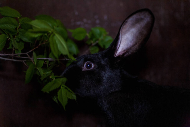 コットンテールウサギ庭で草を食べるウサギ - 写真・画像
