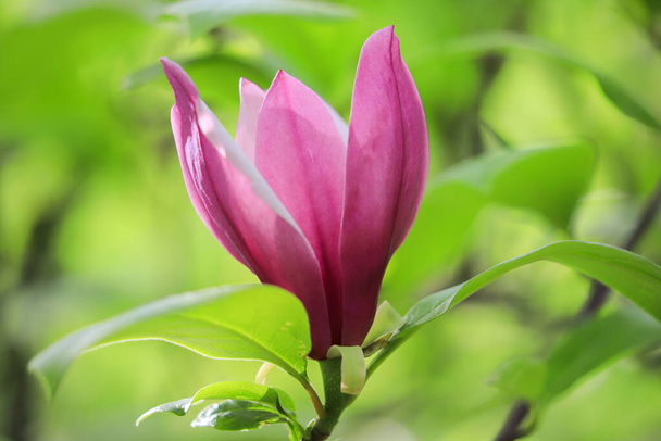 Pink magnolia flower on a tree in the garden - Фото, изображение