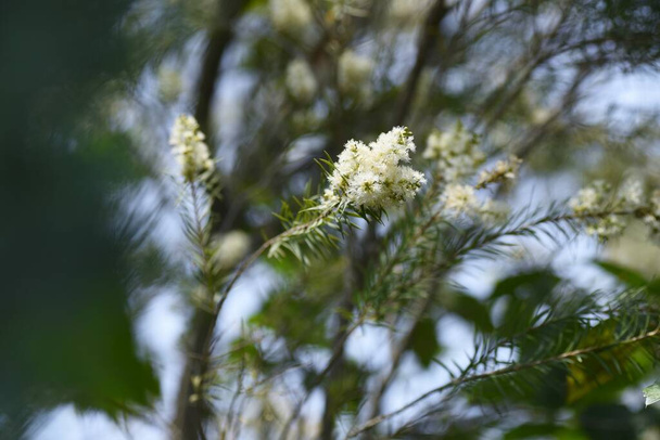 Paperbark s úzkými listy Květy čajovníku. Myrtaceae evergreen tree. - Fotografie, Obrázek
