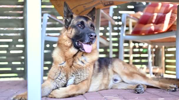 A beautiful german shepherd dog resting on a concrete surface during a warm spring day. - Footage, Video