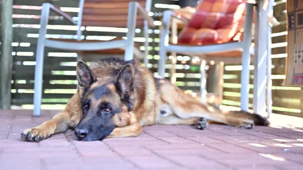 Um belo cão pastor alemão descansando em uma superfície de concreto durante um dia quente de primavera. - Filmagem, Vídeo