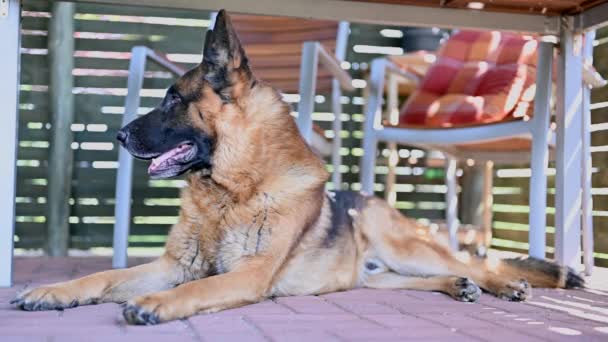 Sıcak bir bahar gününde beton bir yüzeyde dinlenen güzel bir Alman çoban köpeği.. - Video, Çekim
