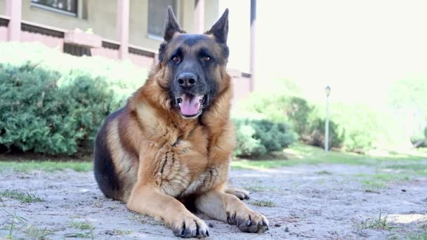 A beautiful german shepherd dog resting on the grass during a warm spring day. - Footage, Video