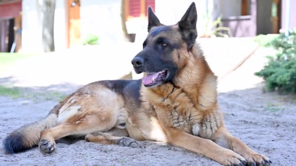 A beautiful german shepherd dog resting on the grass during a warm spring day. - Footage, Video