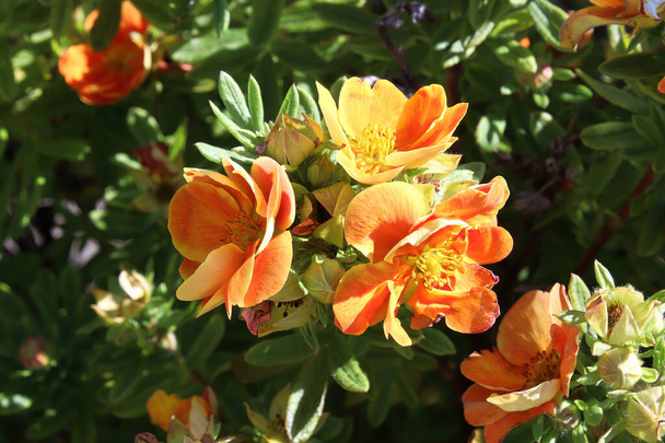 夏にオレンジ色のポテンショラの低木の花の閉鎖 - 写真・画像