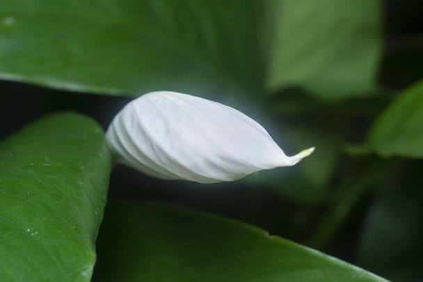 plan rapproché de la fleur blanche de Spathiphyllum - Photo, image