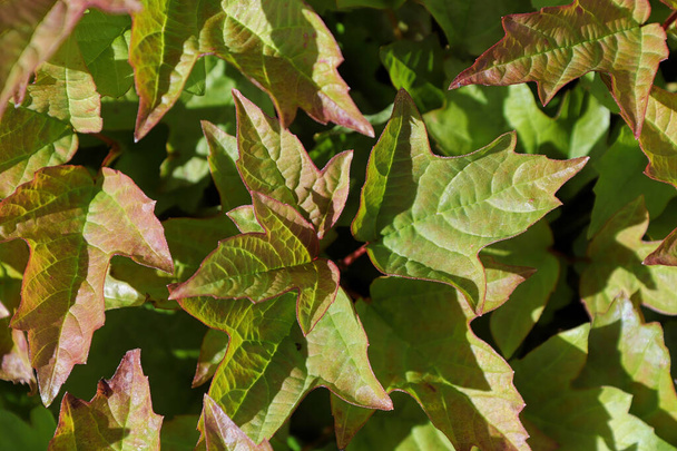 Primo piano di un le foglie su un cespuglio di mirtillo rosso europeo - Foto, immagini
