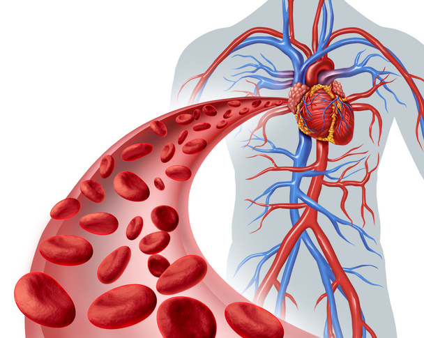 Blood Heart Circulation - Foto, Imagem