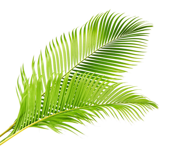 Yellow palm leaves or Golden cane palm, Areca palm leaves, Tropical foliage isolated on white background with clipping path - Photo, Image