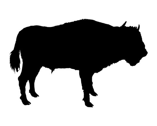 Bison représenté sous forme de silhouette noire
 - Vecteur, image