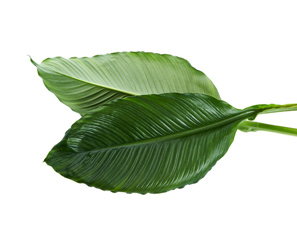 Large leaves of Spathiphyllum, Peace lily, Tropical foliage isolated on white background, with clipping path - Photo, Image