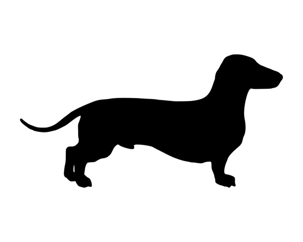 The black silhouette of a shortlegged Badger Dog - Vector, Image