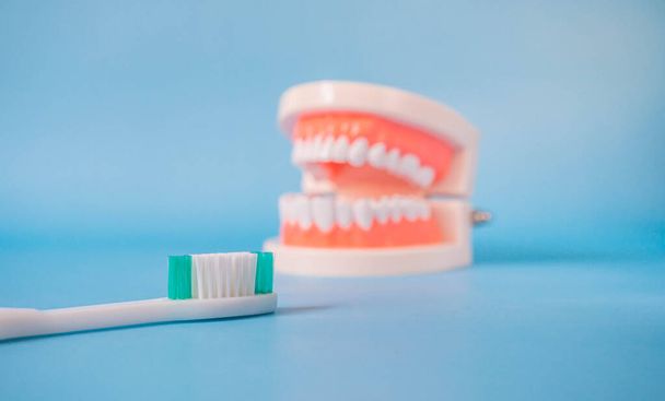 Zavřít bílou rukojeť zubní kartáček a plastové lidské zuby model umístěn na modrém pozadí. Koncept zubní prohlídky. Pravidelné ústní zdraví je životně důležité pro ústní zdraví. - Fotografie, Obrázek
