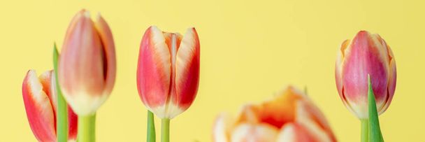 Tulipanes frescos de primavera. - Foto, imagen