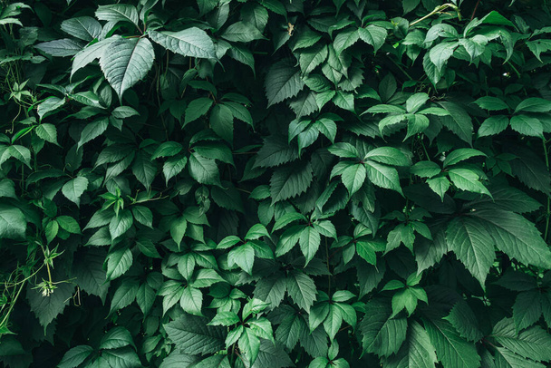 Green leaves surface. - Фото, изображение